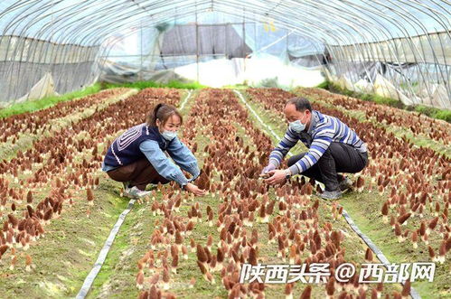 汉中宁强县曾玉生 瞄准现代农业 返乡创业显身手