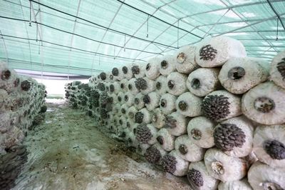 七星关红堰社区食用菌基地,种植18万个菌棒的平菇及7万个菌棒的木耳