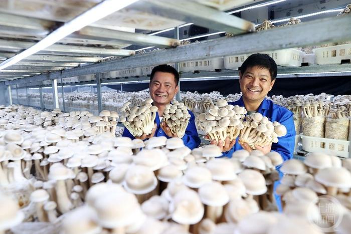 重庆黔江:桑枝菇 大产业
