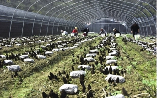 四川广元:食用菌产业发展助农增收
